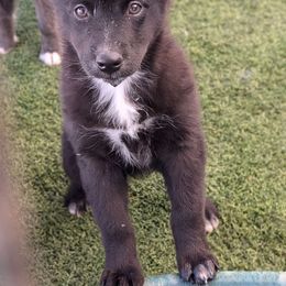 Carly - Australian Shepherd puppy from A&M Australian Shepherds