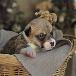 Miss Orange - White and red female Pembroke Welsh Corgi puppy in Gig Harbor, Washington from Pacific Northwest Pembroke Welsh Corgis