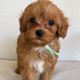 Baby Ruth - Red female Cavapoo puppy in Van Alstyne, Texas from Home Grown Puppies