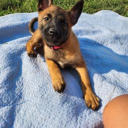 Belgian Malinois and Labrador Retriever Puppies from Wings of Freedom Retrievers and Malinois