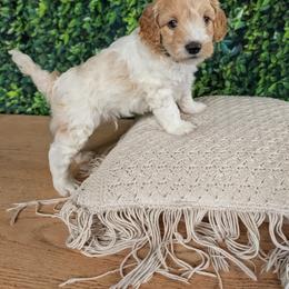 Blue Collar Boy - White male Cavapoo puppy in Almira, Washington from Cavapoo Cuddles