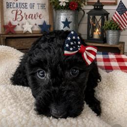 White collar - Black female Goldendoodle puppy in Christiana, Tennessee from Rechlicz Family Doodles