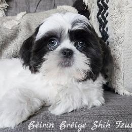 Shih Tzu Puppies from Beirin Breige Shih Tzus