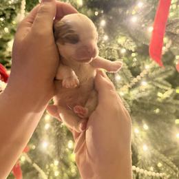 Comet - Blenheim male Cavalier King Charles Spaniel puppy in Edmond, Oklahoma from Little Acorn: Cavalier & Bernese