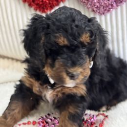 Goldendoodle Puppies from Gilbert Az Doodles