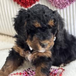 Goldendoodle Puppies from Gilbert Az Doodles