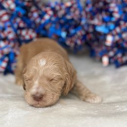 Australian Labradoodle Puppies from Walls Family Doodles