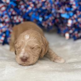 Australian Labradoodle Puppies from Walls Family Doodles