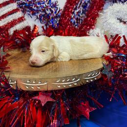 MWM1 red or cream - Cream male Dachshund puppy in Carthage, Texas from Rafter C Ranch Doxies