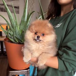 Moo moo - Orange sable female Pomeranian puppy in Waterloo, Indiana from Garcias Pomeranian