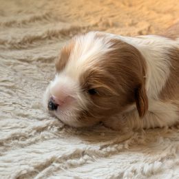 Oscar - Blenheim male Cavalier King Charles Spaniel puppy in Middletown, Ohio from CreekSong Farm Companions