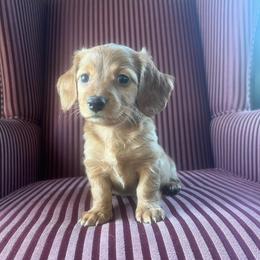 Sandy - Wheaten female Dachshund puppy in Arthur, Illinois from Chupp’s Puppies