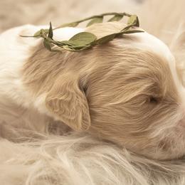 Goldendoodle Puppies from Best Doodles