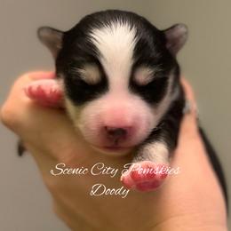 Doody - Black and white male Pomsky puppy in Rossville, Georgia from Scenic City Pomskies