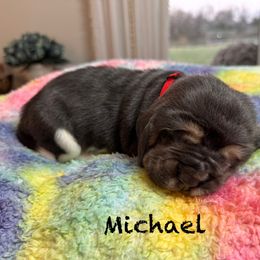 Michael - Blue tan and white male Basset Hound puppy in Richmond, Kentucky from Walters Hollow Hounds