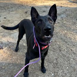 Lilith - Black brindle female Dutch Shepherd puppy in Fayetteville, North Carolina from Iron Sight K9s