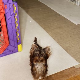 Reese - Yorkshire Terrier