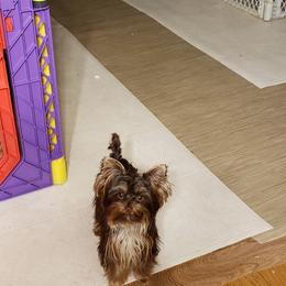 Reese - Yorkshire Terrier