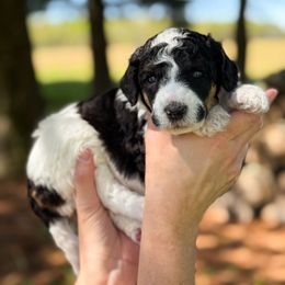 Colt - Parti Poodle puppy in Bellville, Ohio from Cedar Ridge Standard Poodles