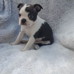 Male 3 - Brindle and white male Boston Terrier puppy in Newton Grove, North Carolina from Sassifras Boston Terriers