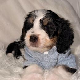 Mittens - Tri-color male Bernedoodle puppy in Beecher, Illinois from Erica’s Doodles
