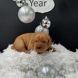 Red collar - Yellow female Labrador Retriever puppy in Heath Springs, South Carolina from Rich Hill Retrievers