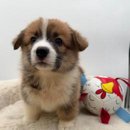 Madison - Red female Pembroke Welsh Corgi puppy in Minooka, Illinois from Lucky J Corgis