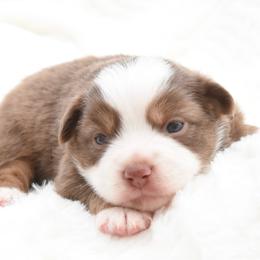 Fateful - Red tri female Toy Australian Shepherd puppy in Chickasha, Oklahoma from Rustic Lace