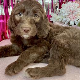Nestle - Chocolate female Goldendoodle puppy in Tybee Island, Georgia from Castaway Doodles