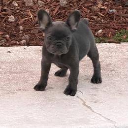 Skye-Lt Blue - Blue female French Bulldog puppy in Palm Coast, Florida from Calypso Island French Bulldogs