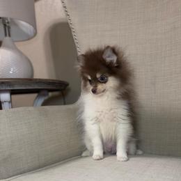 Coco - Chocolate parti male Pomeranian puppy in Phoenix, Arizona from Luxpomz