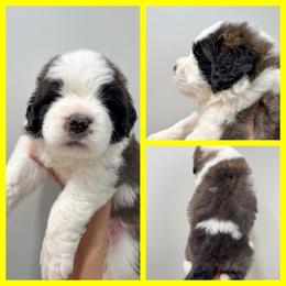 Yellow - Mahogany and white female Saint Bernard puppy in Ladysmith, Wisconsin from Northwoods Saint Bernards
