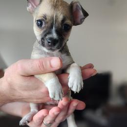 Chihuahua Puppies from Maldonado Pet Life Breeder LLC.