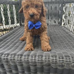 Manny - Red  male Poodle puppy in Mint Hill, North Carolina from DoodleForever