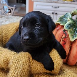 Labrador Retriever Puppies from Persimmon Hill Labrador Retrievers