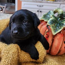 Labrador Retriever Puppies from Persimmon Hill Labrador Retrievers