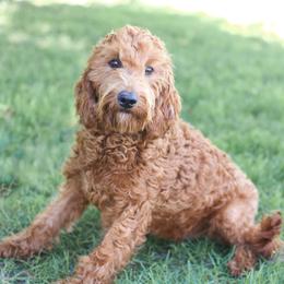 Lilly - Goldendoodle