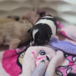 Mickey - Black and white male Chihuahua puppy in Brooksville, Florida from Daystars Chihuahuas