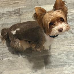 Kassie - Yorkshire Terrier