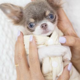 Teeny tiny Paris 11,850 - Chocolate and white female Chihuahua puppy in Jacksonville, Florida from Petits Chihuahuas