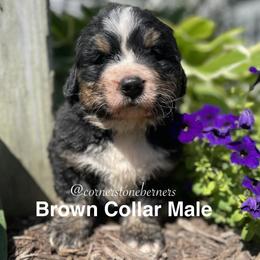 Brown Collar - Black rust and white male Bernese Mountain Dog puppy in Flat Rock, Illinois from Corner Stone Bernese Mountain Dogs
