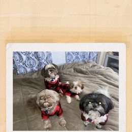 Shih Tzu Puppies from Casa de Santiago