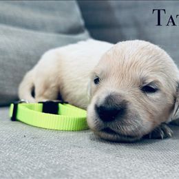 Dulci boy 4 - Light golden male Golden Retriever puppy in Niles, Michigan from Composer Goldens