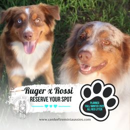 Miniature Australian Shepherd puppies from Centerfire Mini Aussies