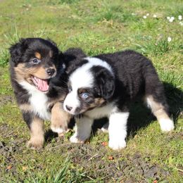 Australian Shepherds from Fox & Elf Master Farm