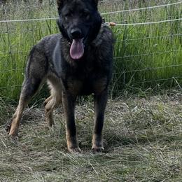 Freya - Sable female German Shepherd puppy in Missoula, Montana from Spartan German Shepherds