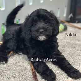 Nikki - Black female Goldendoodle puppy in Milford, Indiana from Railway Acres Kennel