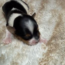 Boy 2 - Black tan and white male Biewer Terrier puppy in Lebanon, Oregon from SD99Biewers