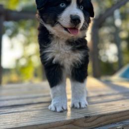 Bear - Black tri male Miniature Australian Shepherd puppy in Doddridge, Arkansas from Huddleston Farm