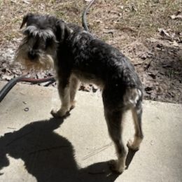 Miniature Schnauzers from Carlea's Miniature Schnauzers